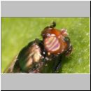 Physiphora alceae - Schmuckfliege 03 5mm.jpg